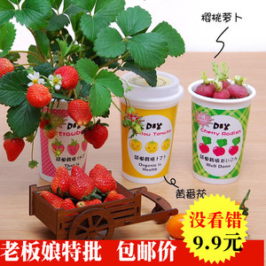 儿童种植迷你长草娃娃植物小盆栽