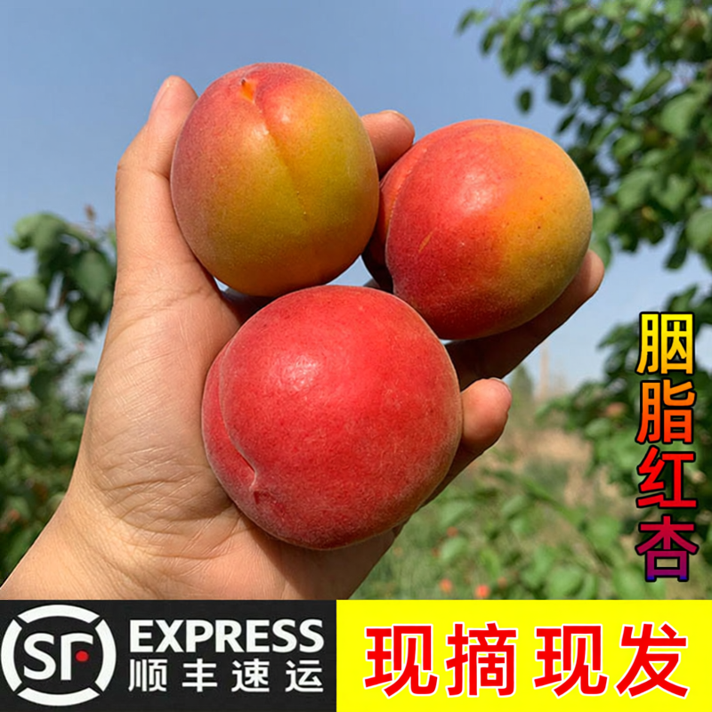 陕西胭脂杏 贵妃红杏 大黄杏当季新鲜水果杏子酸甜现摘大果露天