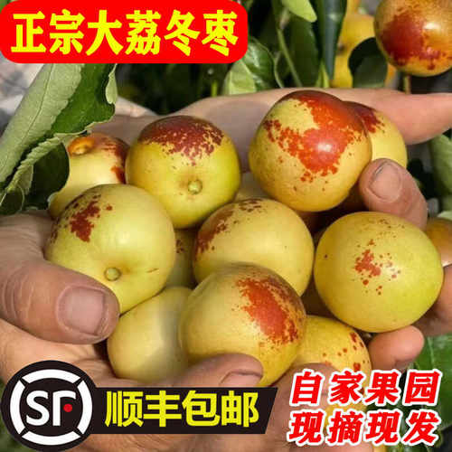 大荔冬枣果园直发现货现摘脆甜