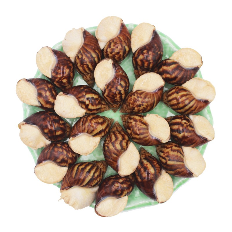 花螺白玉蜗牛冷冻食材烧烤生鲜