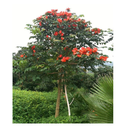 火焰木树苗、花红似火、四季开花