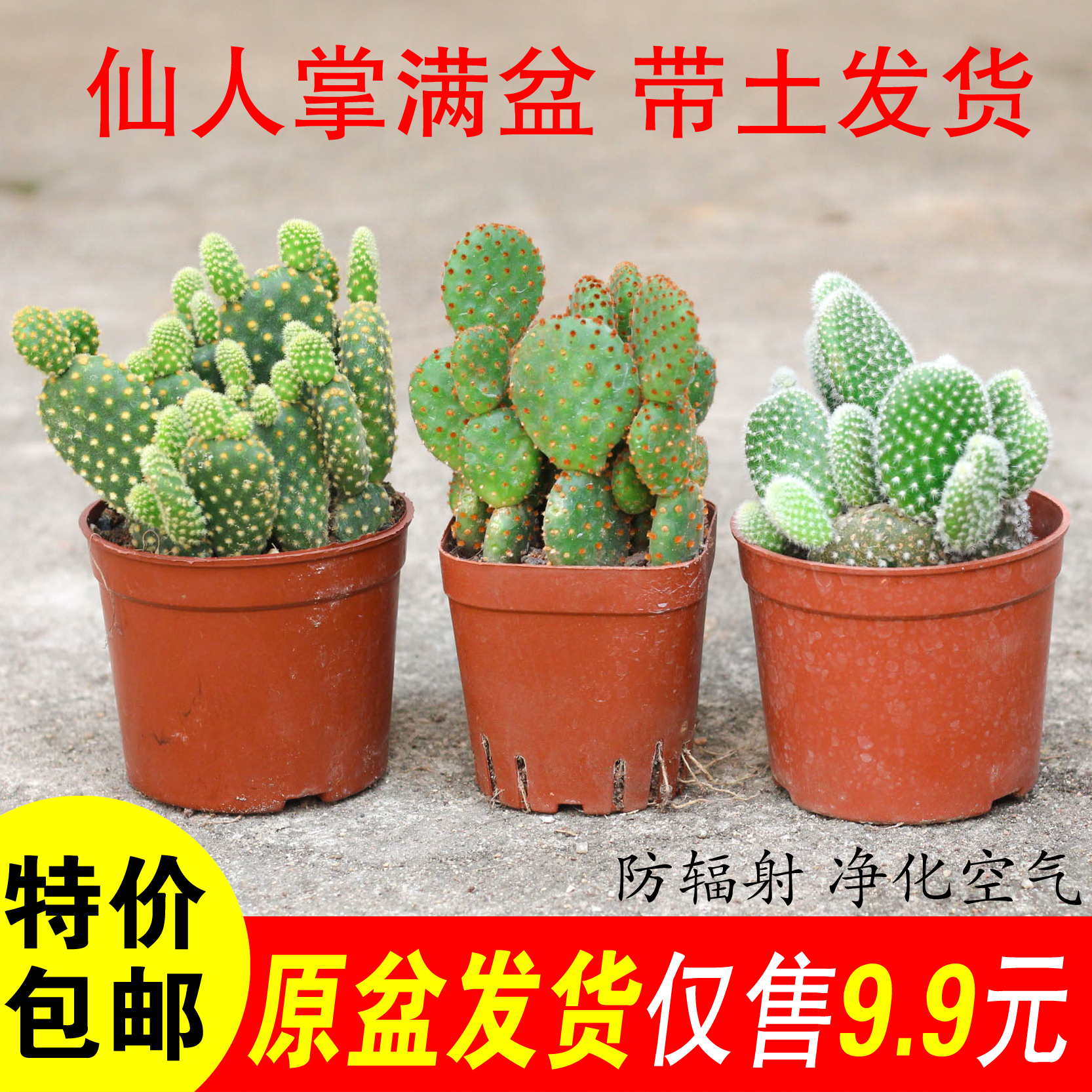 黄毛掌仙人掌多肉植物办公室绿植