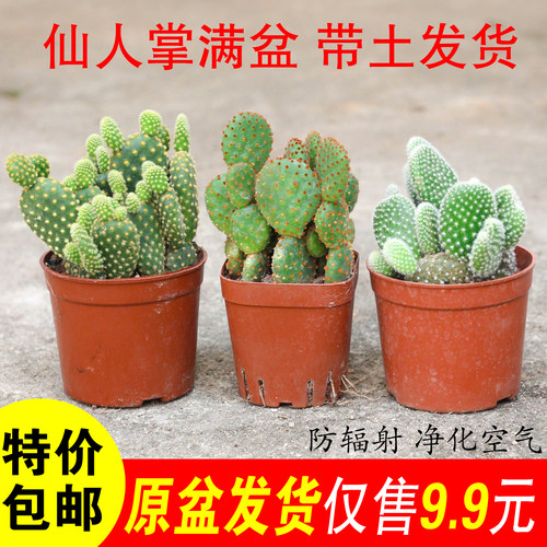 多肉黄毛掌价格 多肉黄毛掌图片 星期三 多肉黄毛掌价格 多肉黄毛掌图片 星期三