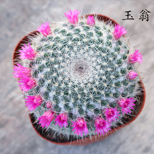 玉翁仙人球植物会开花仙人球带盆绯花玉仙人掌带盆栽好发货防辐射