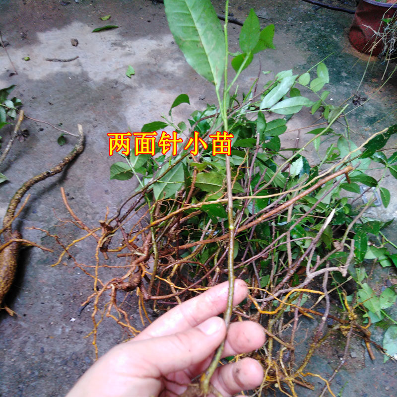 麦冬农家牛大力五指毛桃带泥种子