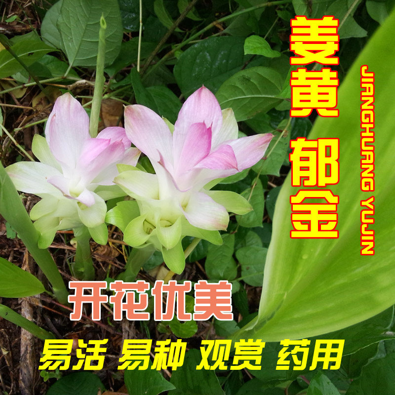中草药花卉种苗姜黄苗郁金种苗广郁金蓬莪术观赏药用绿植花卉兴趣