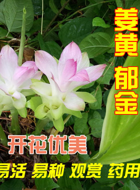 新奇植物庭院阳台观赏药用美观