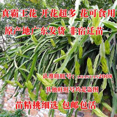 新鲜正宗霸王花苗枝条种苗蟹爪兰