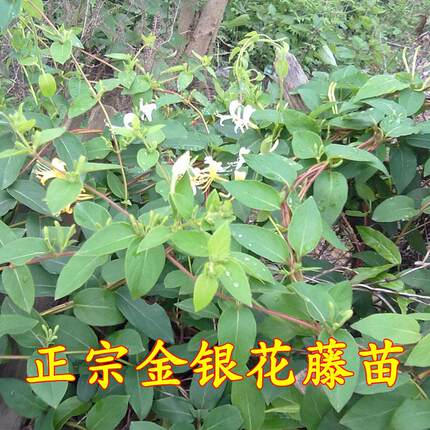 正宗金银花藤种苗忍冬藤苗食用药用耐寒四季常青攀援观赏植物
