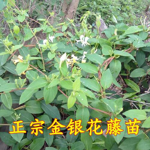 全年常青，可以攀附绿化遮阴开花