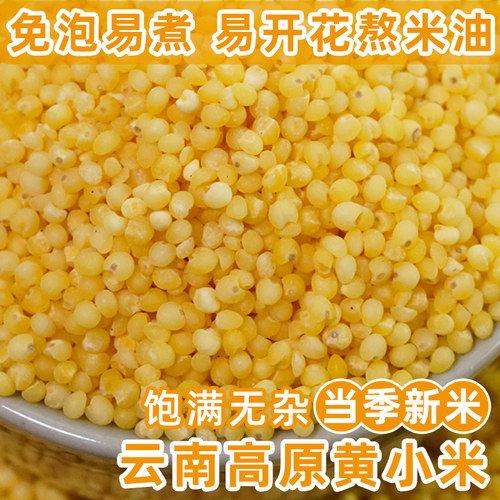 金黄饱满云南高原黄小米