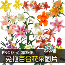 (J054)高清免抠PNG图片百合花朵花卉平面广告画册美化设计PS素材