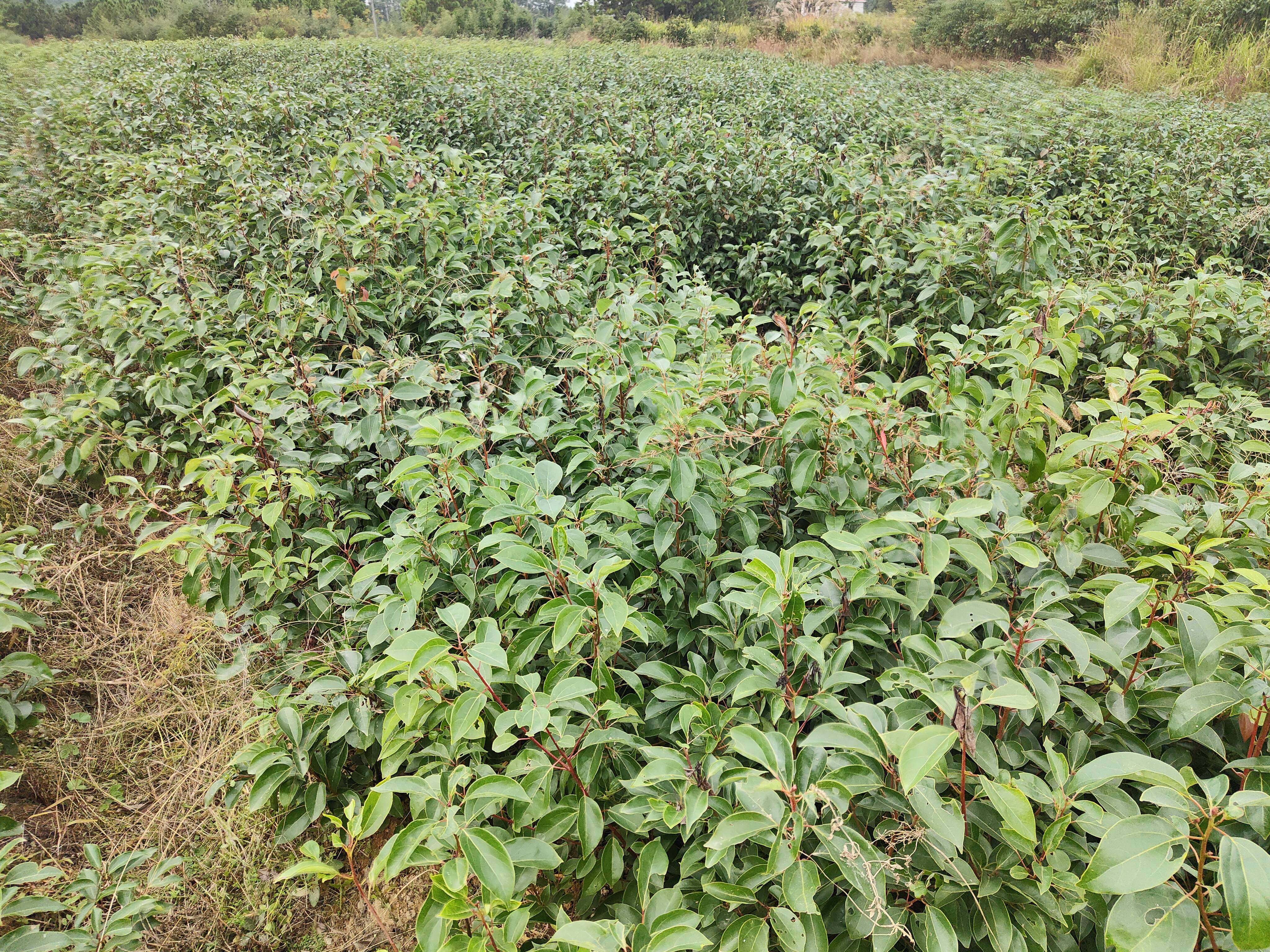 龙脑油龙脑精油天然植物提取