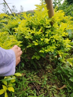 黄金叶黄素梅绿化带地被植物袋苗球型大苗清货仅80棵