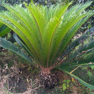 铁树盆景苏铁室内植物种球苗珍贵多头庭院花卉四季常青高档盆栽