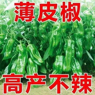 薄皮椒高产大果螺丝椒辣椒苗线椒虎皮青椒央苗微辣四季薄皮辣椒