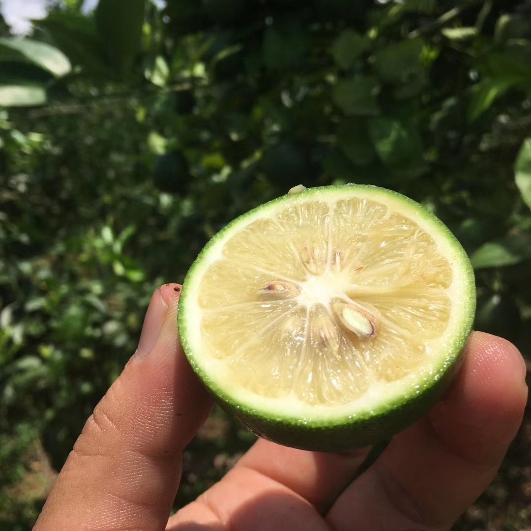 万州青柠檬 北京柠檬