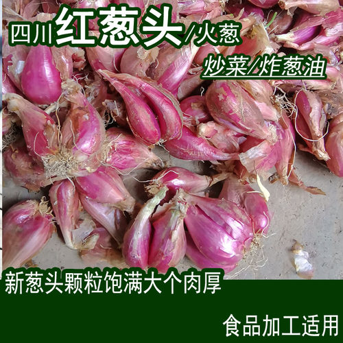 四川正宗小香葱红紫皮火葱头阳台盆栽炸榨葱油酥中大个干葱头500g