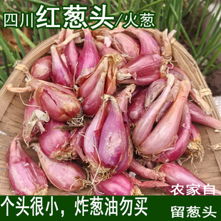 四川正宗紅皮香蔥頭小蔥頭干火蔥頭四季 可種植陽臺盆栽紅皮蔥頭子