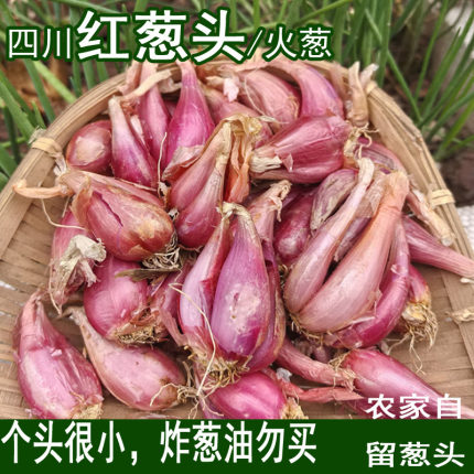 四川正宗红葱头小香葱红皮香葱头火葱头小葱头干葱头小个子葱头