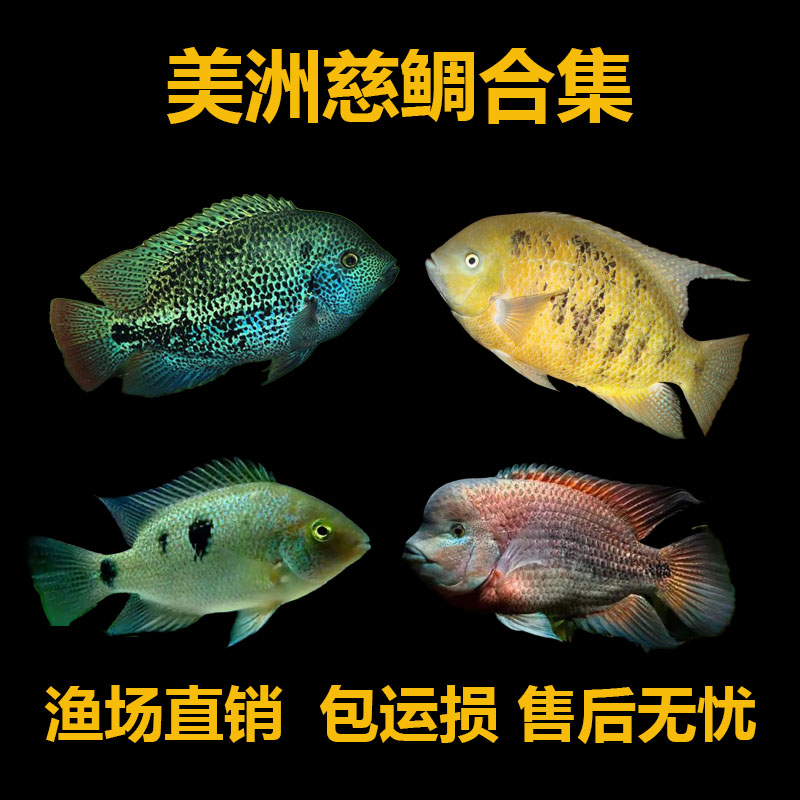 美洲慈鲷观赏鱼好养耐活自来水