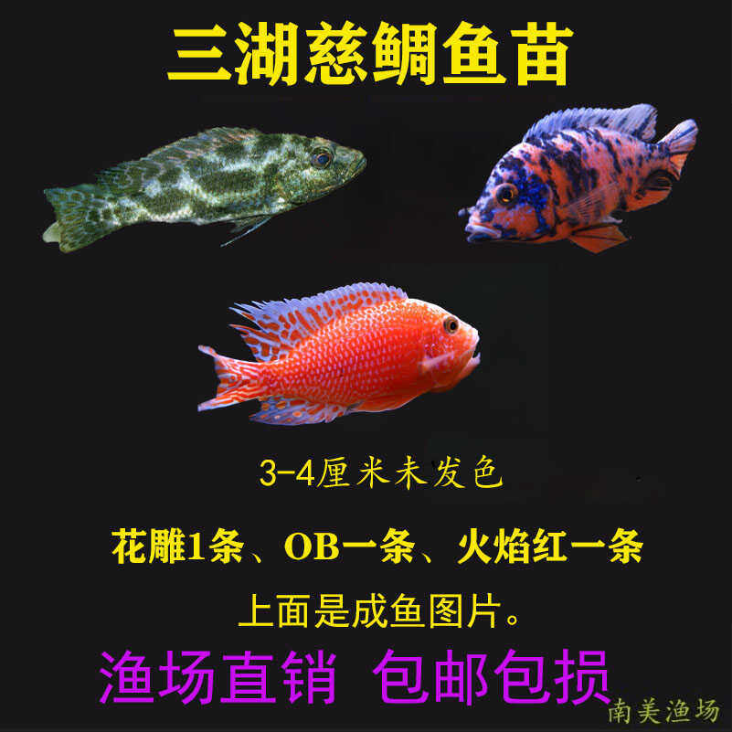 家庭观赏鱼混养套餐三湖慈鲷