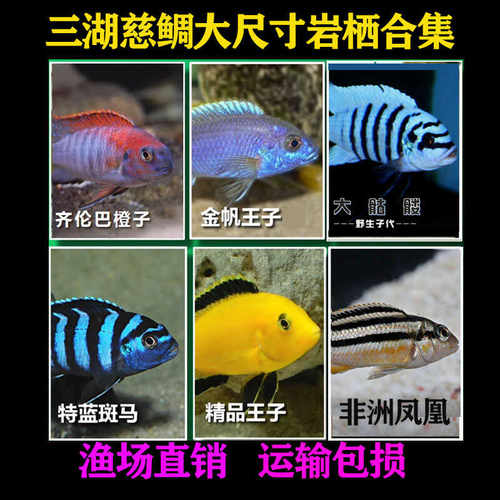 淡水耐活热带特蓝大号慈鲷鱼三湖