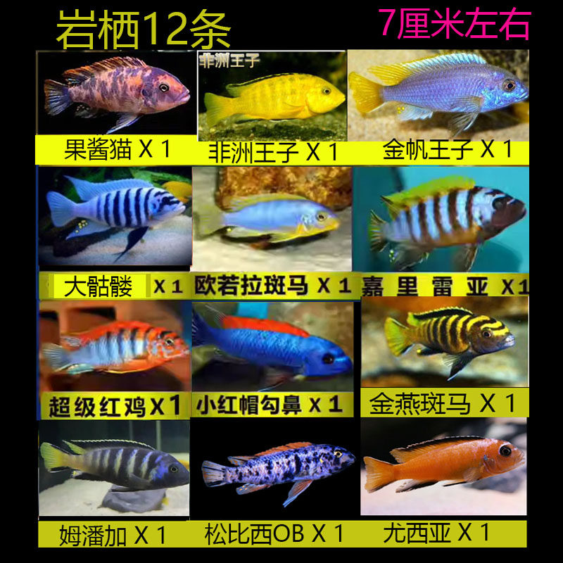 直播卖鱼三湖慈鲷亚成马鲷岩栖热淡水鱼好养耐活非洲王子特蓝斑马