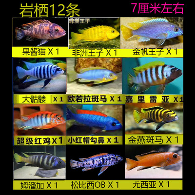 直播卖鱼三湖慈鲷亚成马鲷岩栖热淡水鱼好养耐活非洲王子特蓝斑马