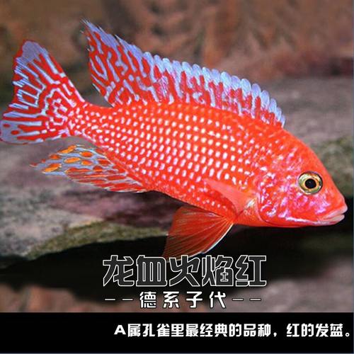 三湖慈鲷观赏鱼活体非洲王子包活