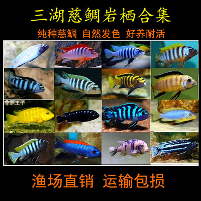 观赏鱼三湖慈鲷非洲王子热带鱼