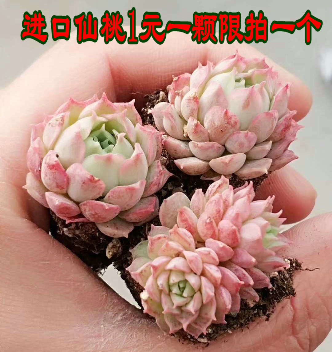 叶之家多肉植物肉肉姬玉露姬胧月熊童子大棚直销满18包邮