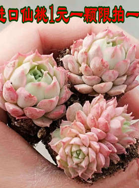 叶之家多肉植物肉肉姬玉露姬胧月熊童子大棚直销满18包邮