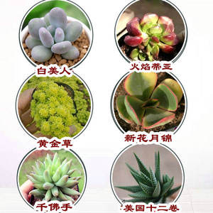 多肉植物绿植肉肉白美人黄金草新花月锦千佛手十二卷满39元包邮