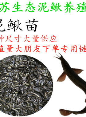 泥鳅苗生态养殖淡水鱼苗公母钓鱼