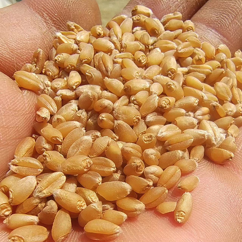 自家冬小麦食用只去麦麸皮磨面农家老白面麦粒发芽做麦芽糖煮粥