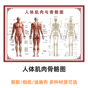 人体骨骼结构图挂图覆膜防水海报肌肉结构图解剖图挂画装饰墙贴画