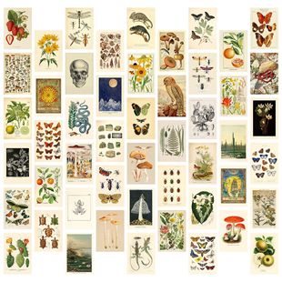 50张花鸟标本彩绘卡片墙贴房间墙面装饰布置贴画墙饰ins风贴饰纸