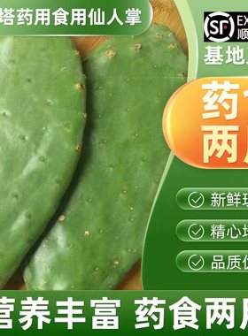 包 邮 正宗墨西哥米邦塔仙人掌盆栽药用食用仙人掌外敷老片