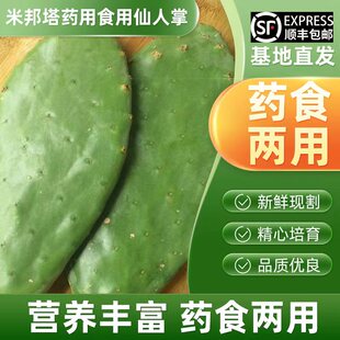 包 正宗墨西哥米邦塔仙人掌盆栽药用食用仙人掌外敷老片 邮