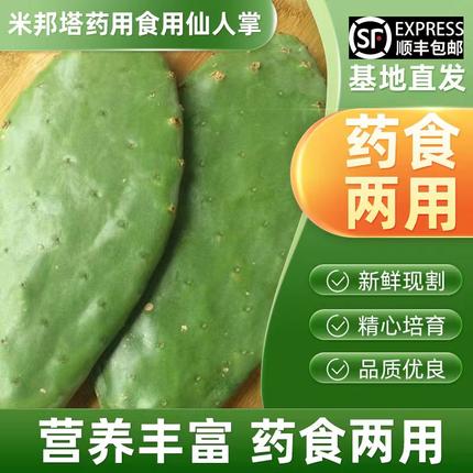 包 邮 正宗墨西哥米邦塔仙人掌盆栽药用食用仙人掌外敷老片
