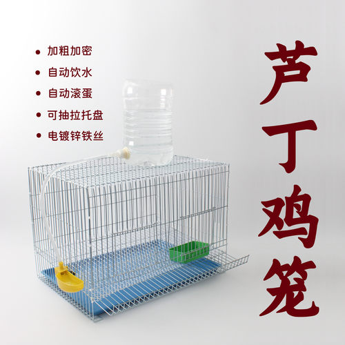 志昂芦丁鸡笼鹌鹑笼自动出蛋
