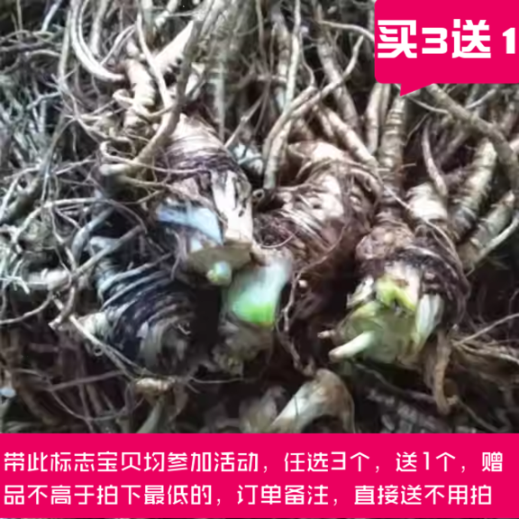 2025.10给暗沉斑点肌新鲜当归纯露250ml亮肤补水纯露芳疗植物铜锅