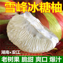 湖南怀化雪峰山老树冰糖柚安江小香柚新鲜水果小苦柚药柚金兰柚子
