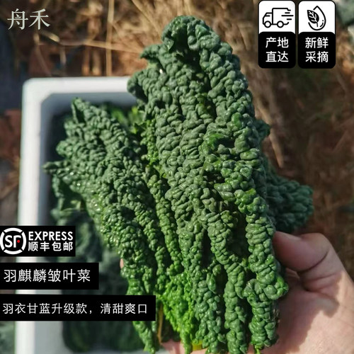 羽麒麟皱皮菜小孩菜孕妇菜维C菜