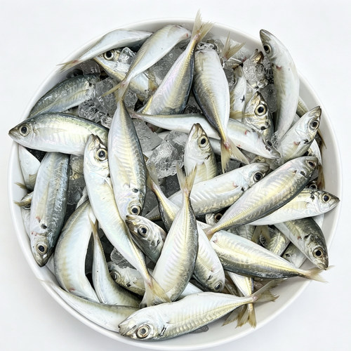 海鲜水产巴浪鱼新鲜竹荚鱼池鱼青花鱼 现捕速冻现发 餐饮店食材