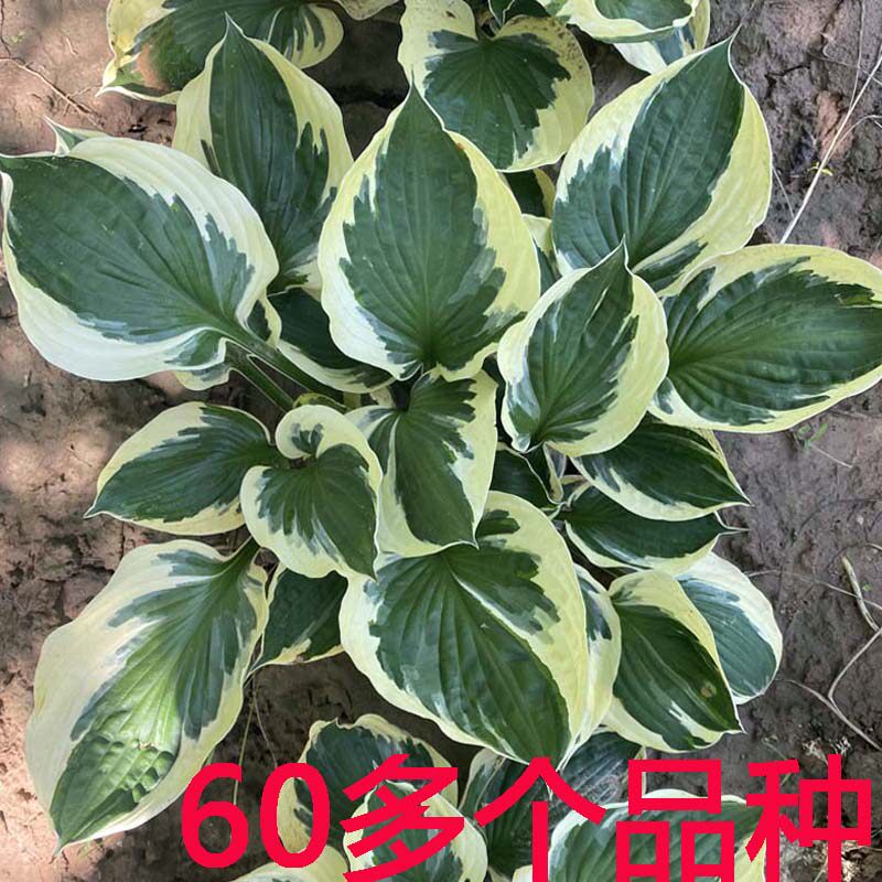 进口玉簪品种花苗多年生花卉喜阴耐寒植物庭院阳台花园地栽盆栽苗