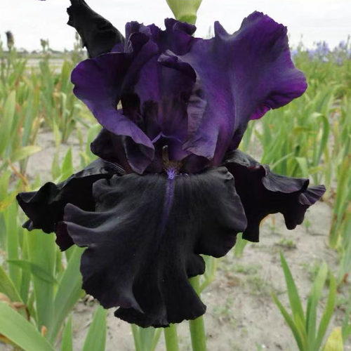 德国鸢尾进口块根苗多年生宿根花卉庭院花园阳台地栽盆栽植物耐寒