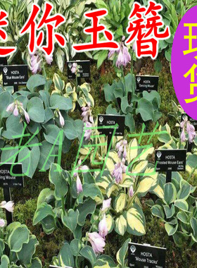 进口微型迷你玉簪Hosta花卉苗品种全多年生宿根耐阴耐寒植物盆栽