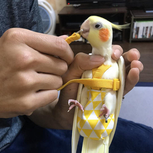 鹦鹉户外连体飞行服立体接屎尿裤